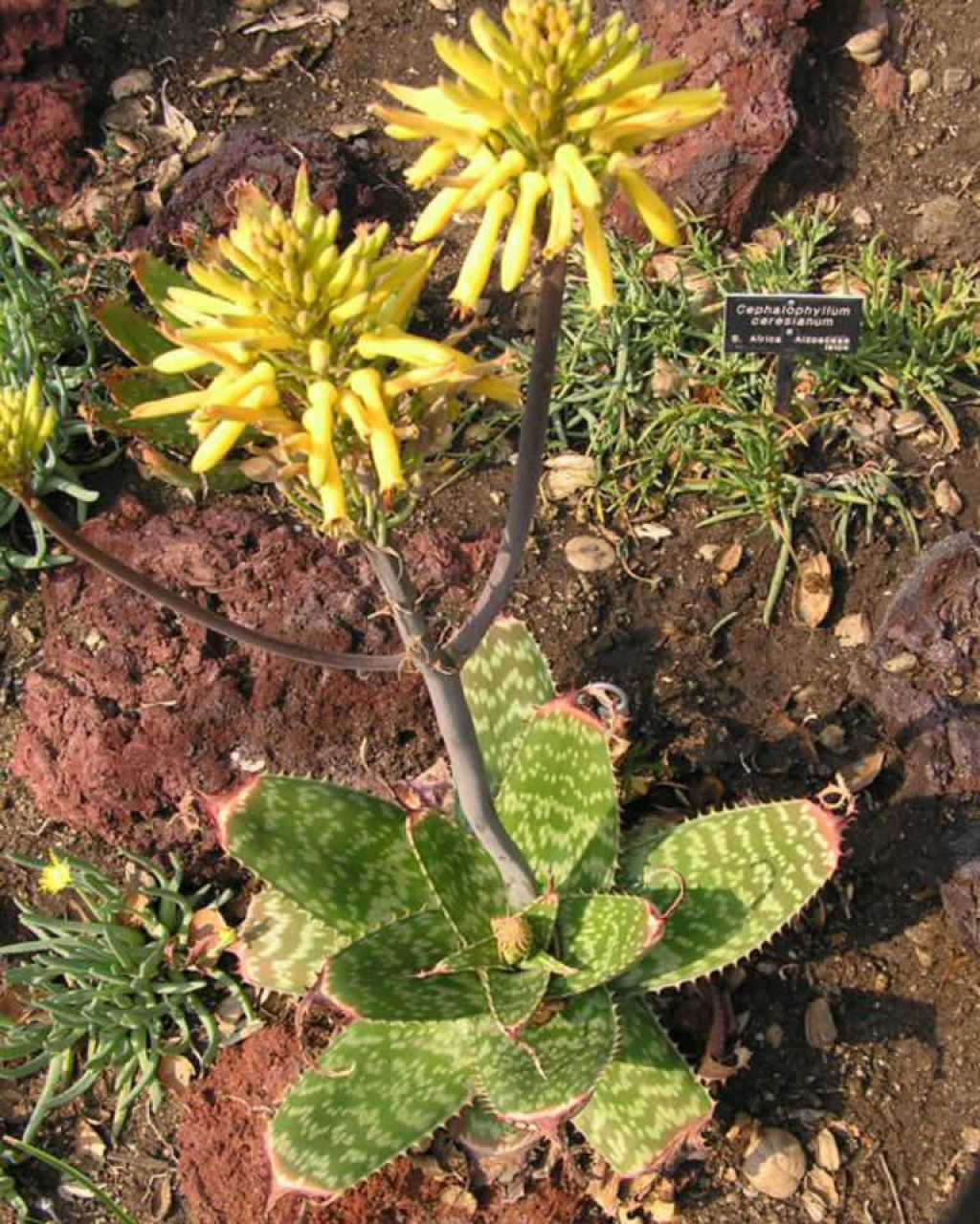 Aloe maculata 'Yellow Form'