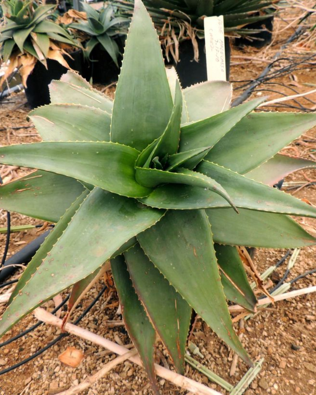 Aloe madecassa
