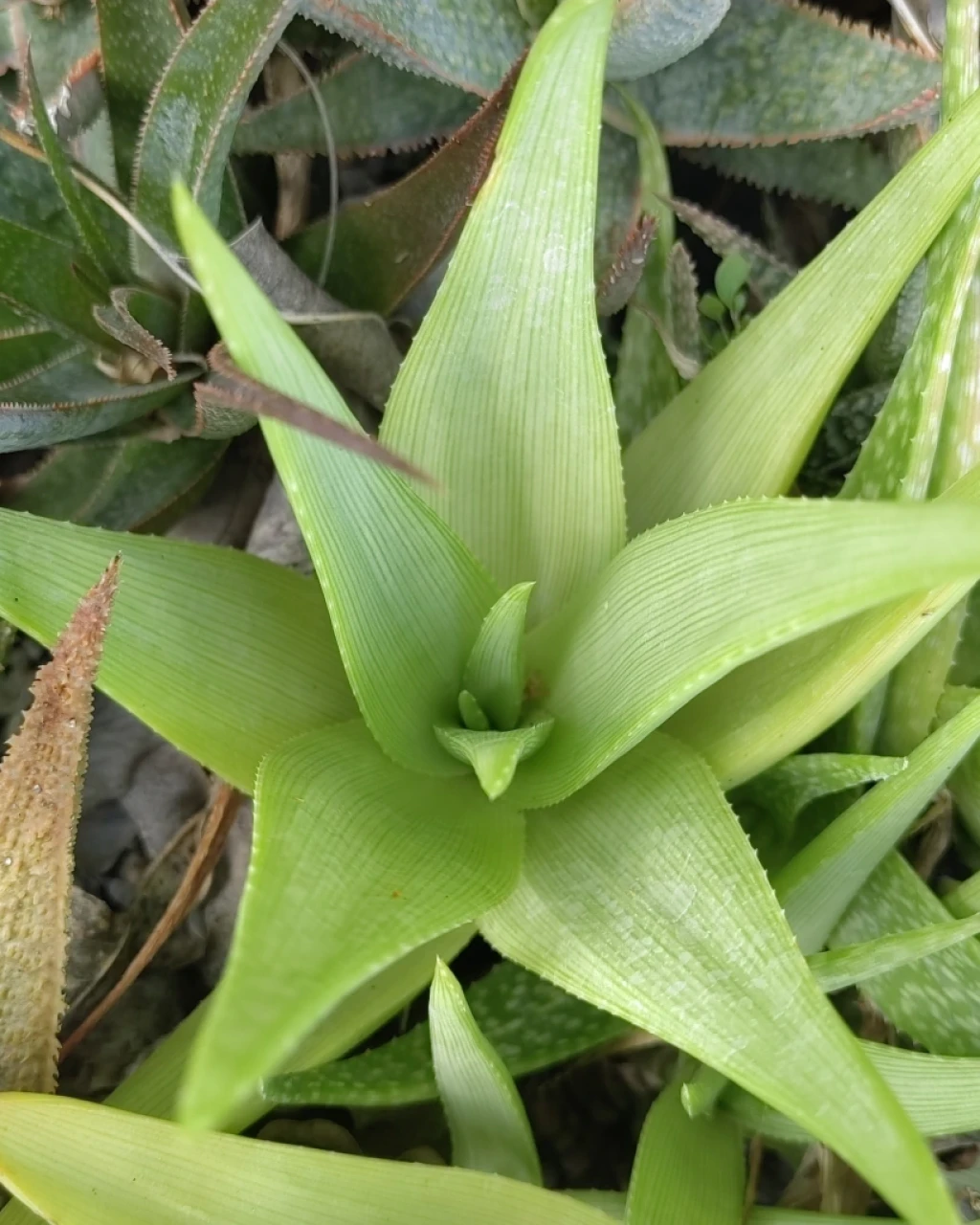 Aloe manandonae