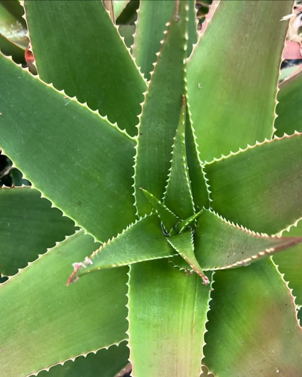 Aloe mandotoensis