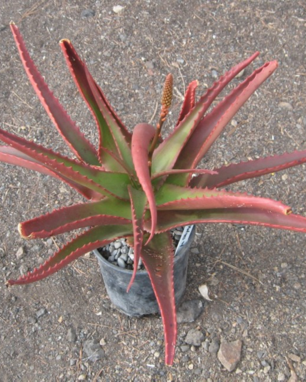 Aloe 'Mango Madness'