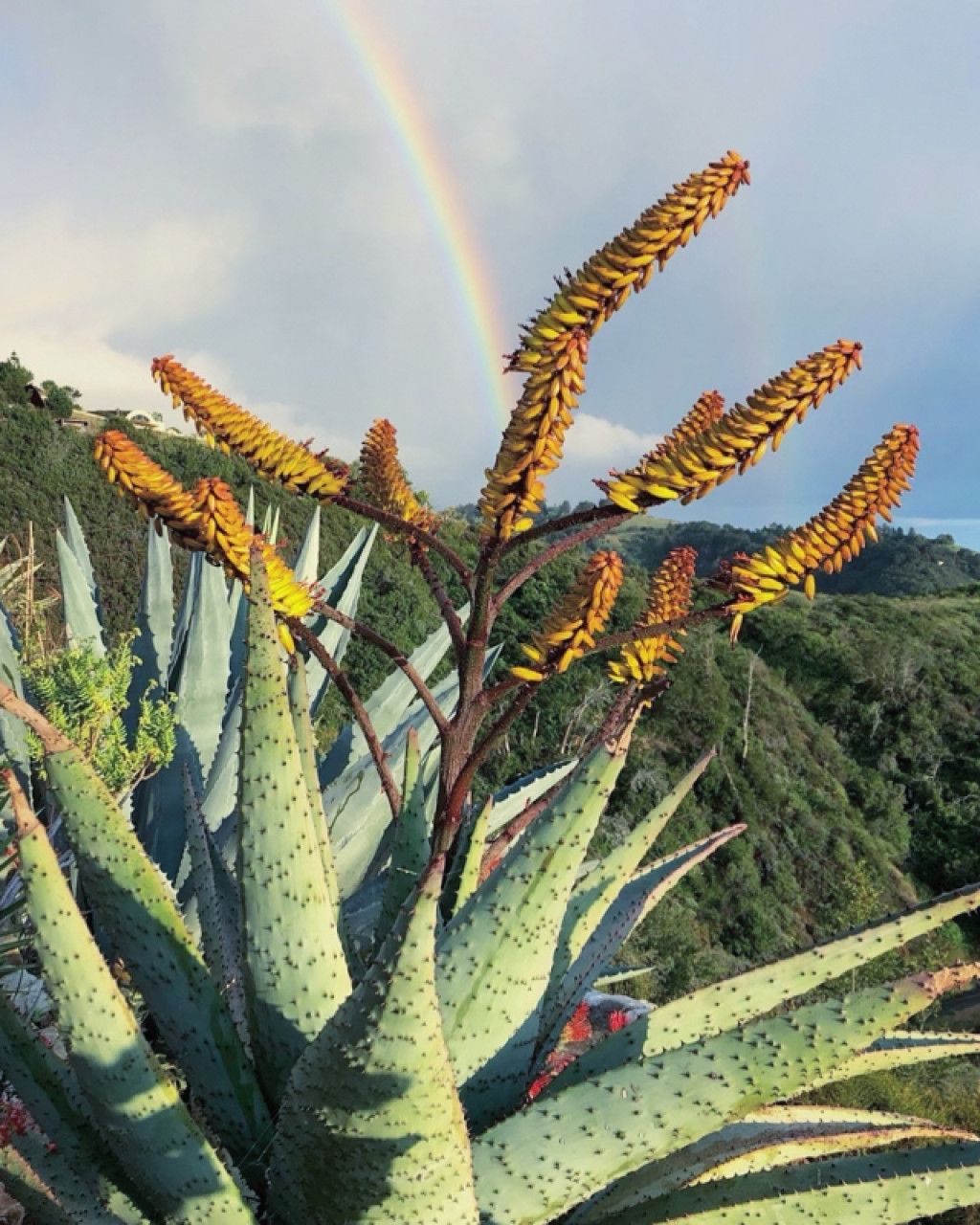 Aloe marlothii