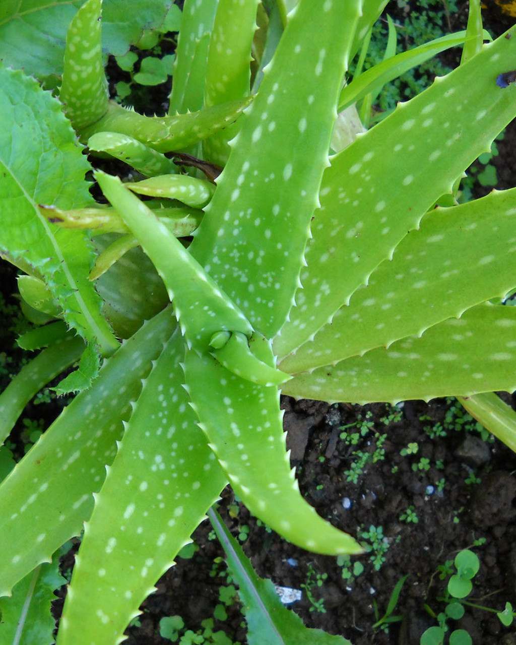 Aloe massawana