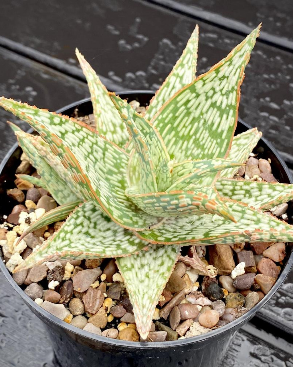 Aloe 'Mauna Kea'