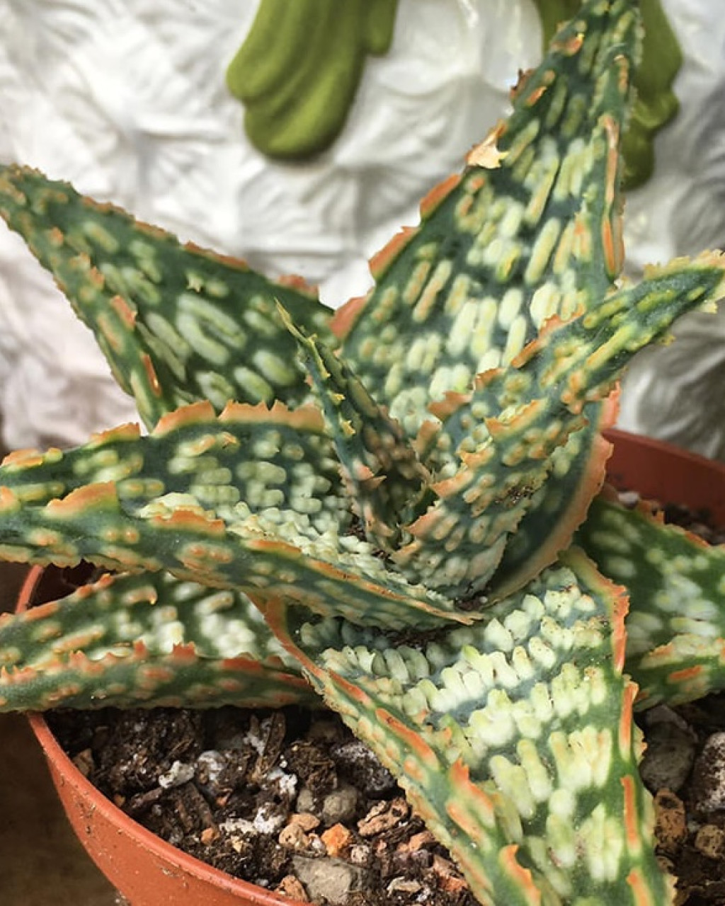 Aloe 'Mauna Loa'
