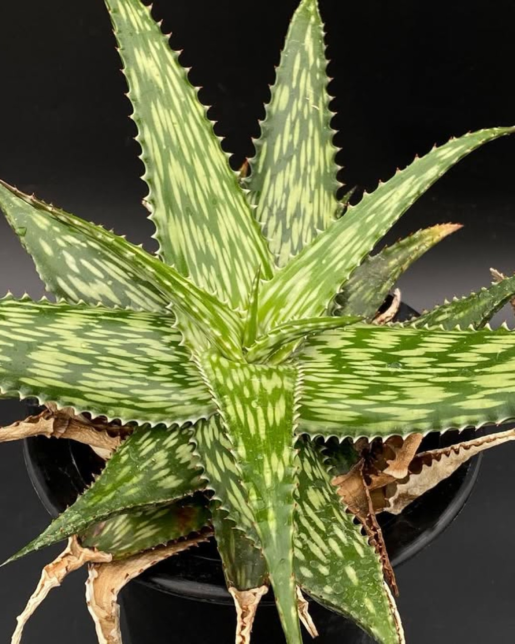 Aloe mcloughlinii