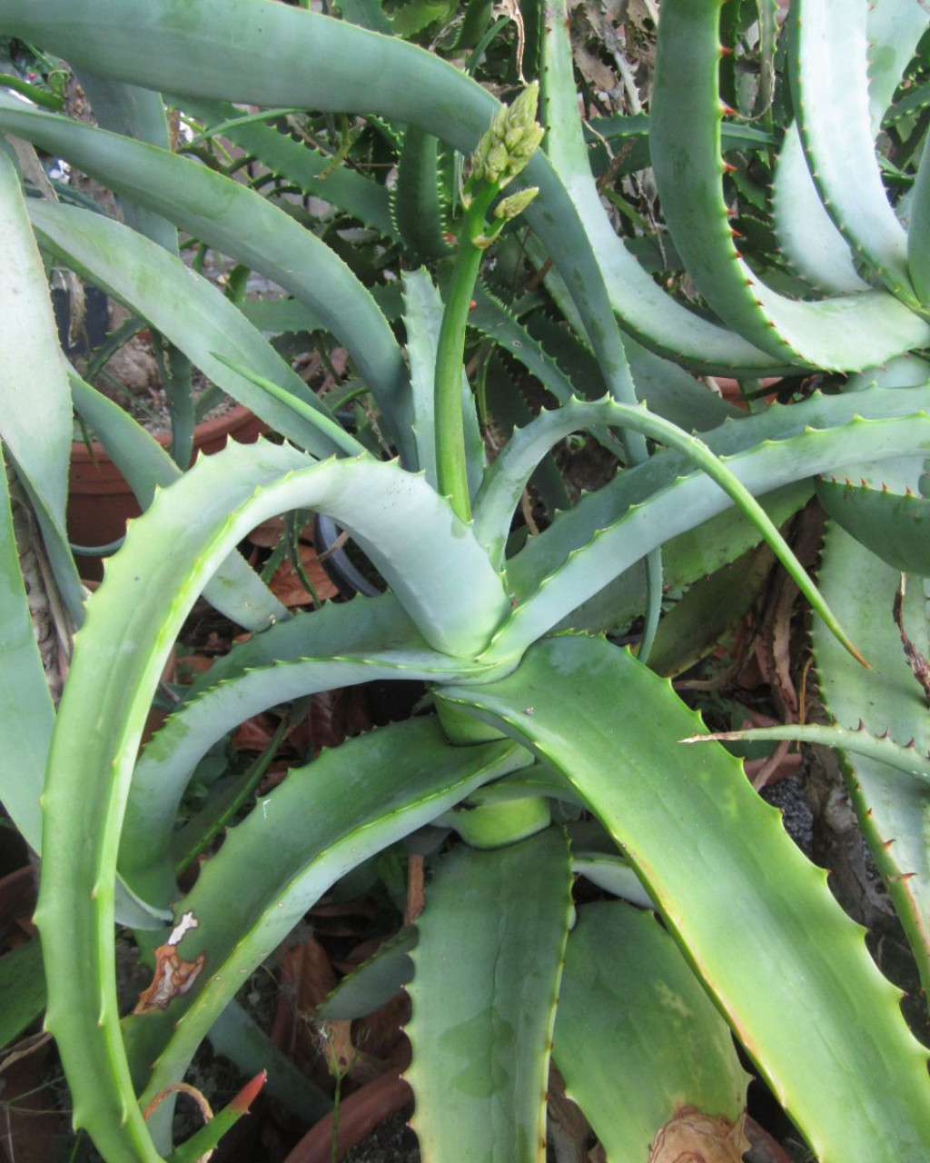 Aloe megalacantha