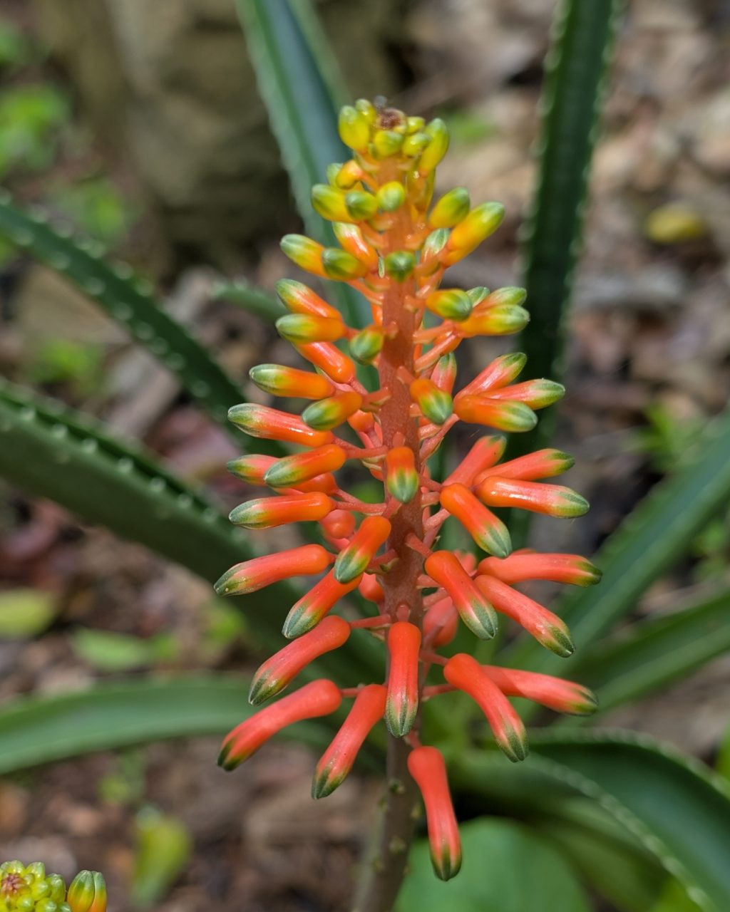 Aloe megalocarpa