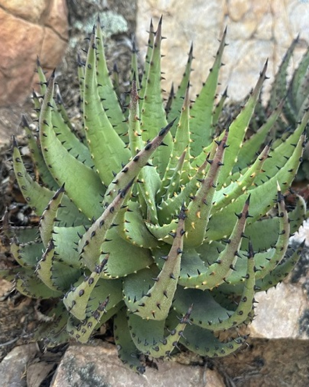 Aloe melanacantha