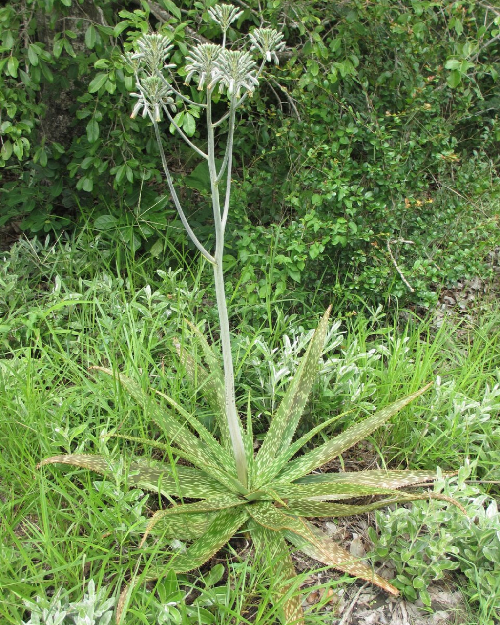 Aloe menyharthii