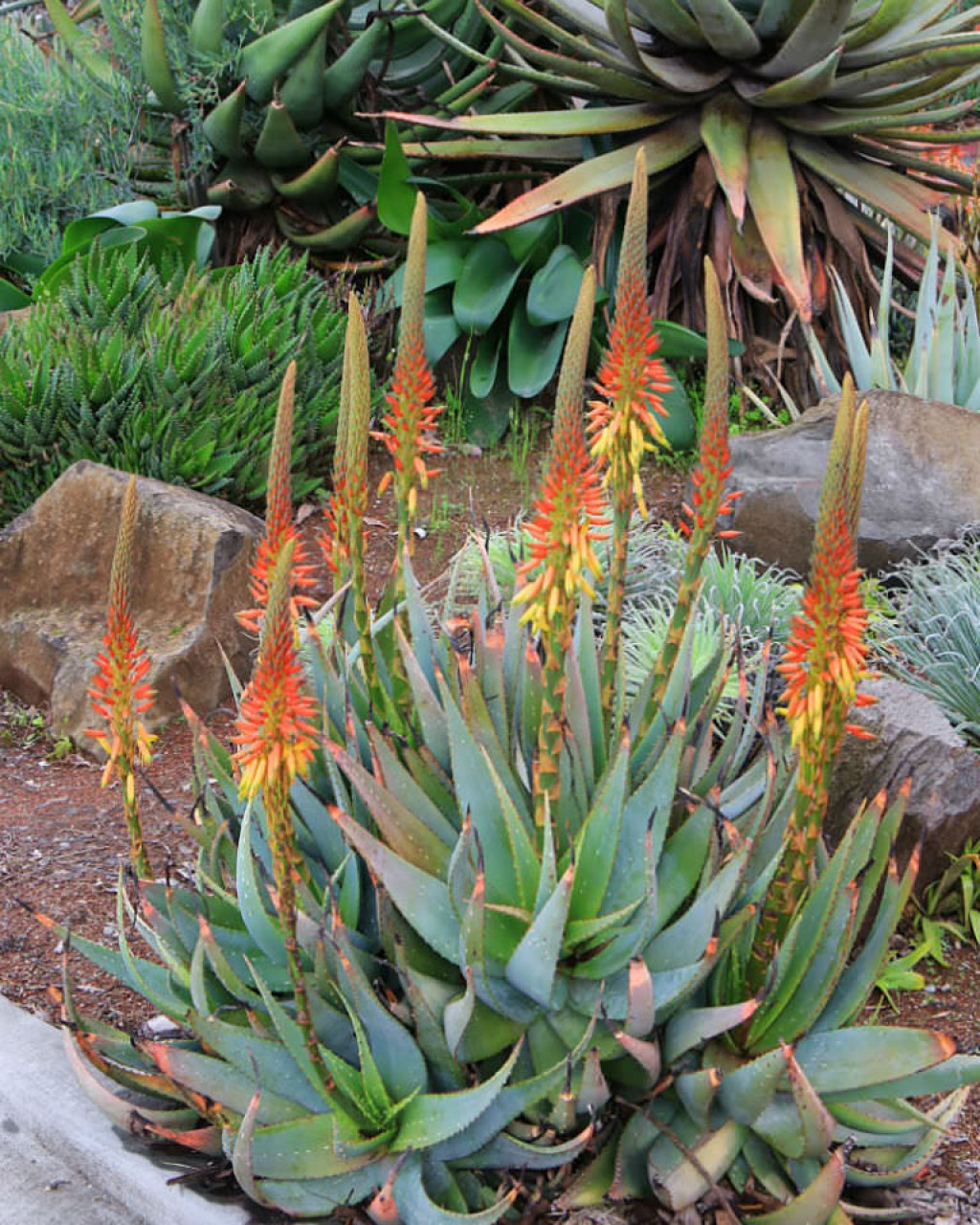 Aloe microstigma