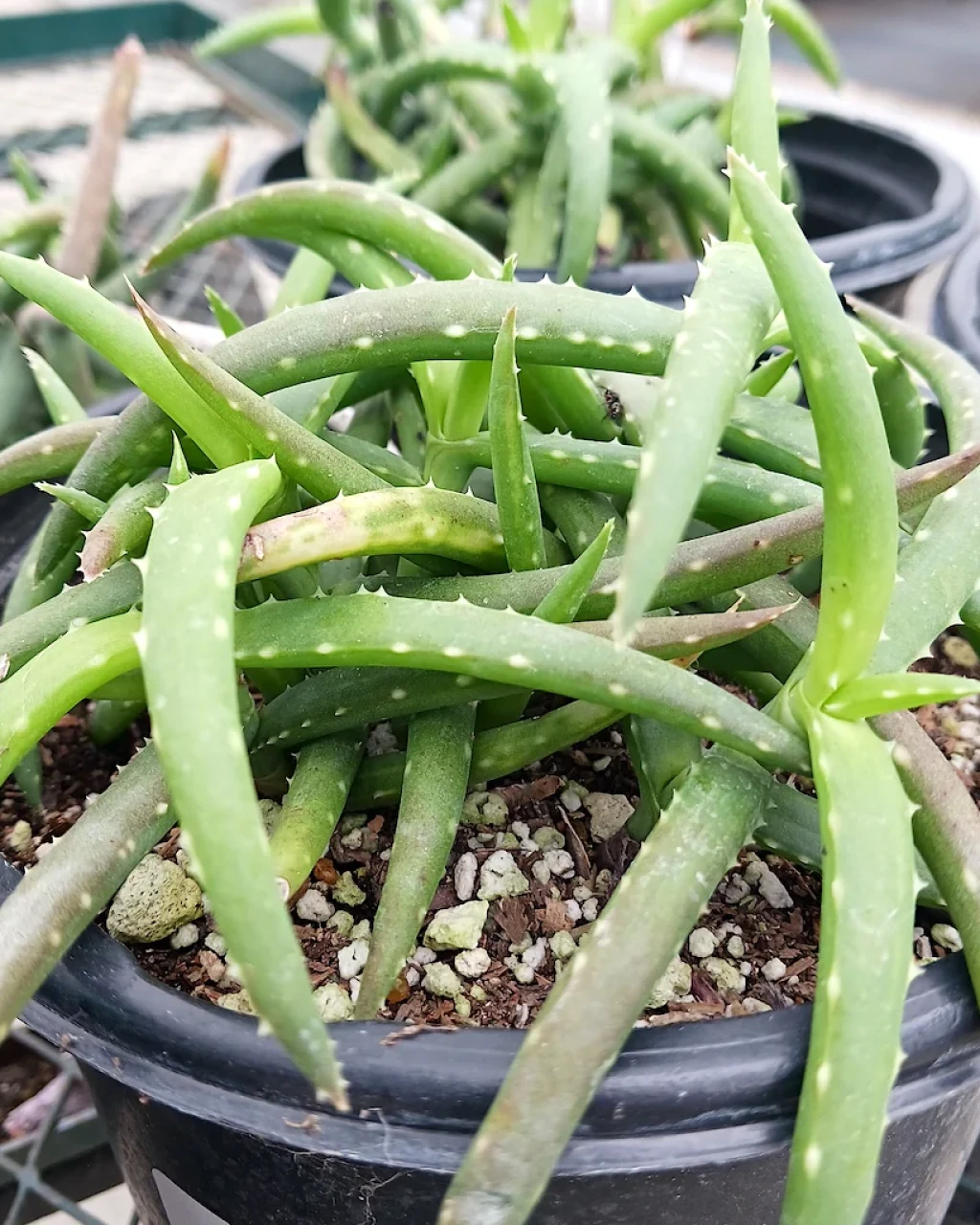 Aloe millotii