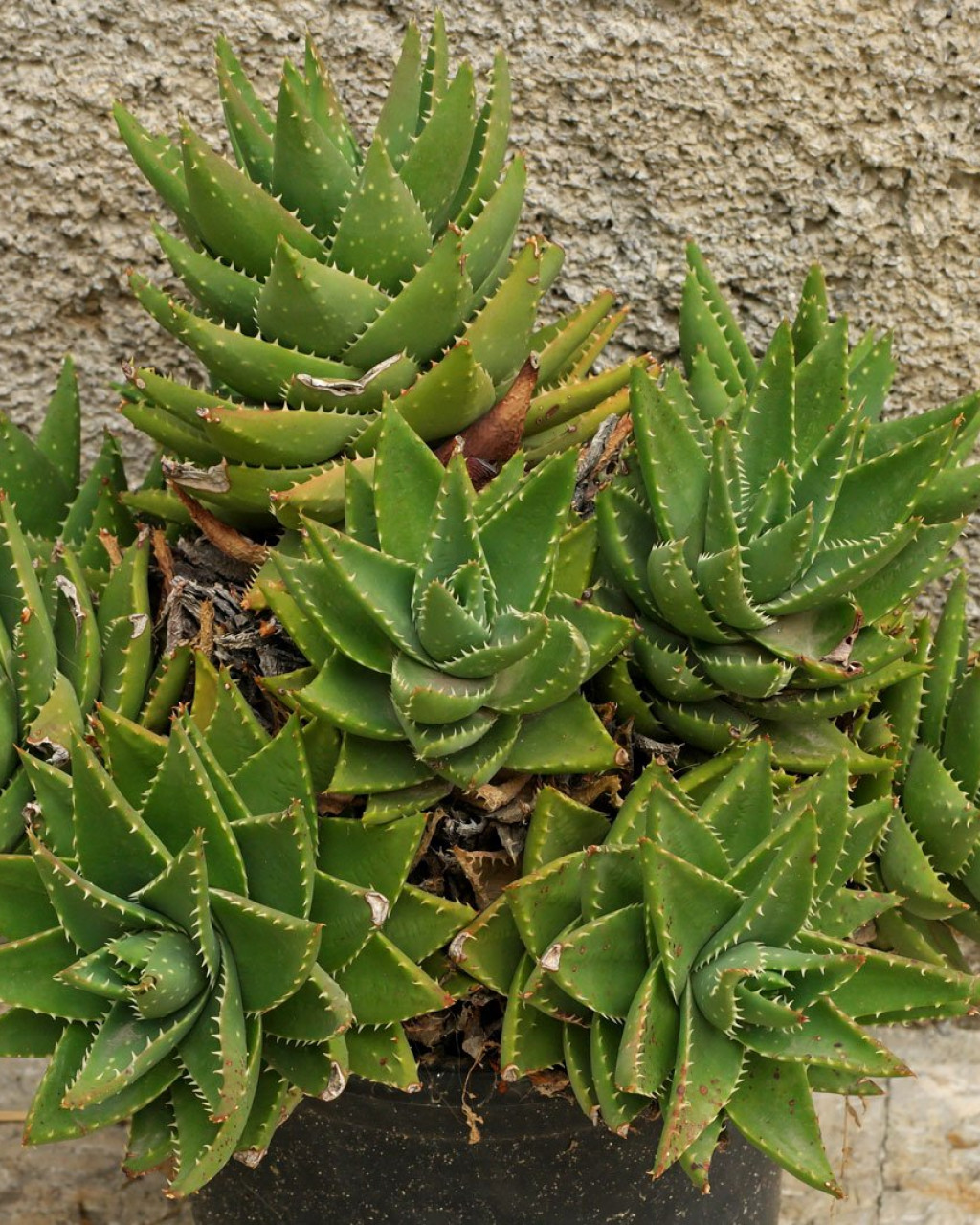 Aloe mitriformis