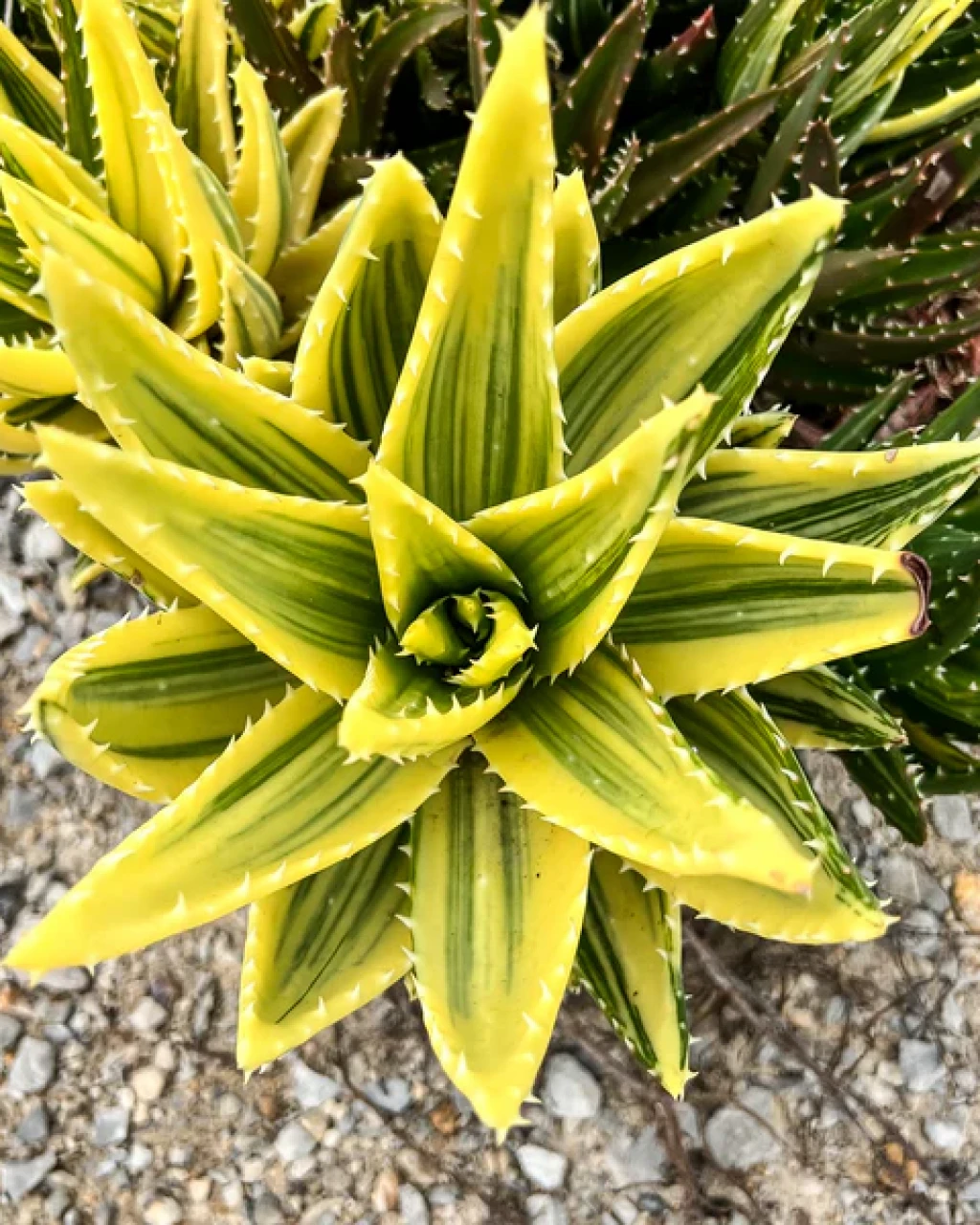 Aloe mitriformis f. variegata