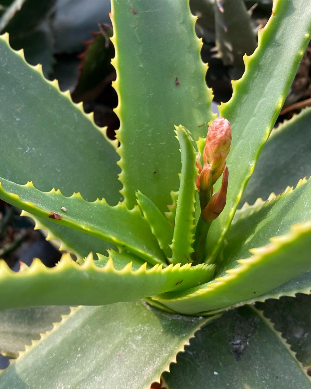 Aloe mitsioana