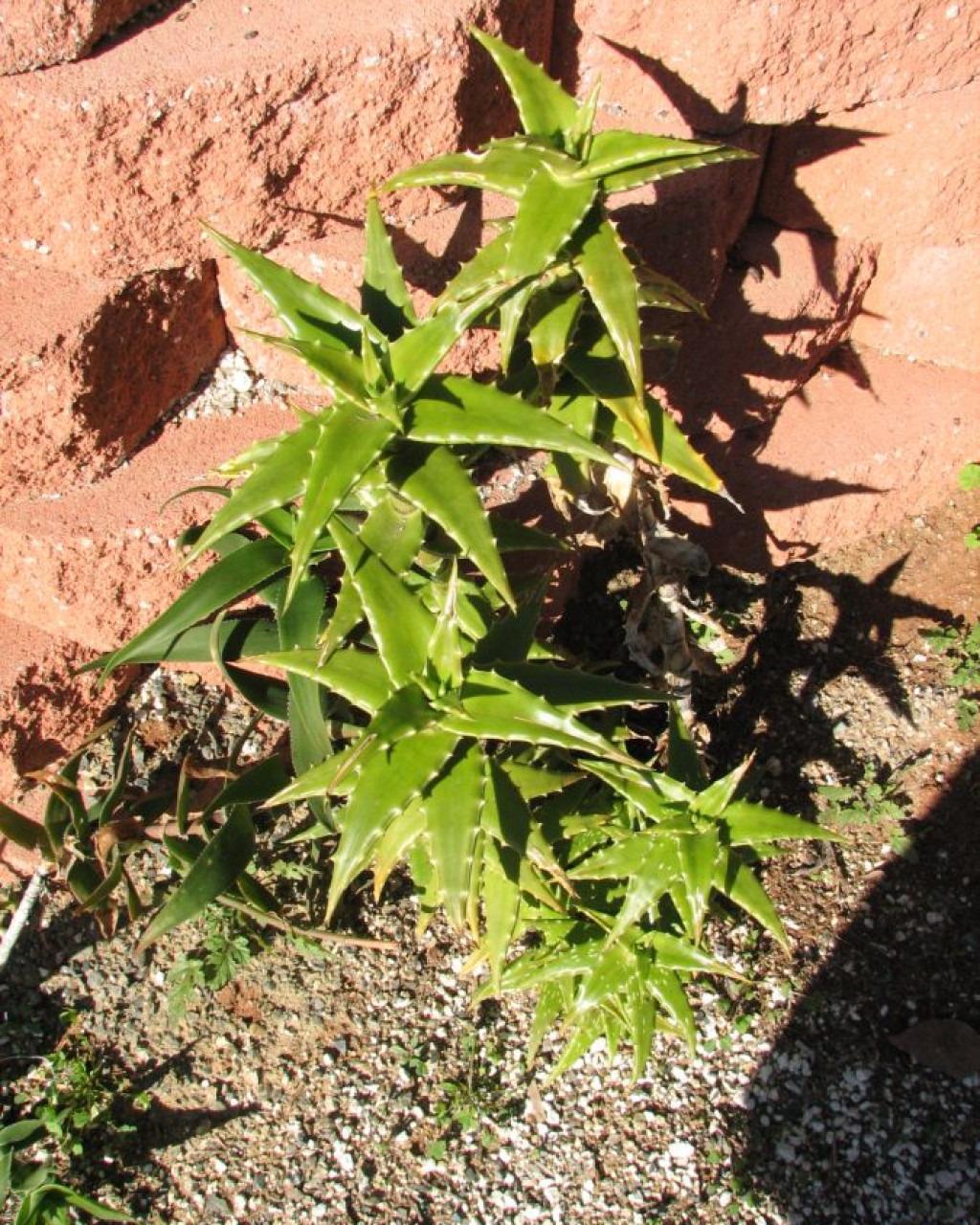 Aloe morijensis