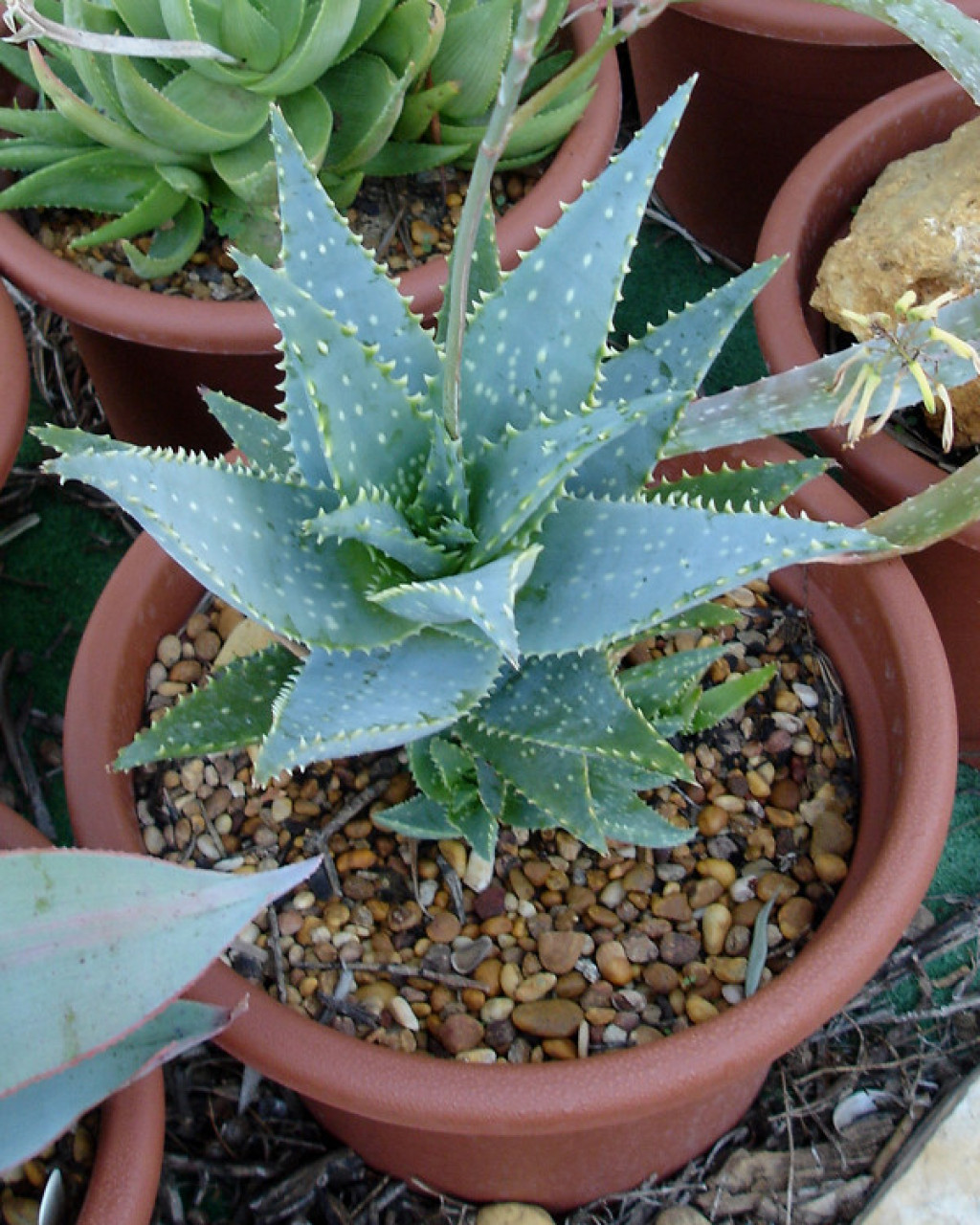 Aloe mubendiensis