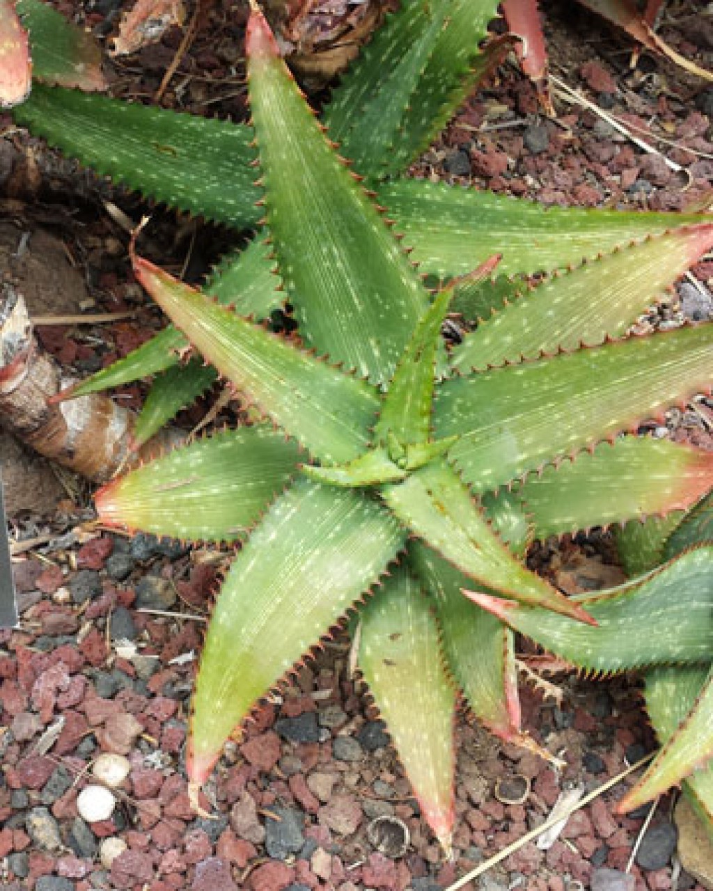 Aloe Mudenensis