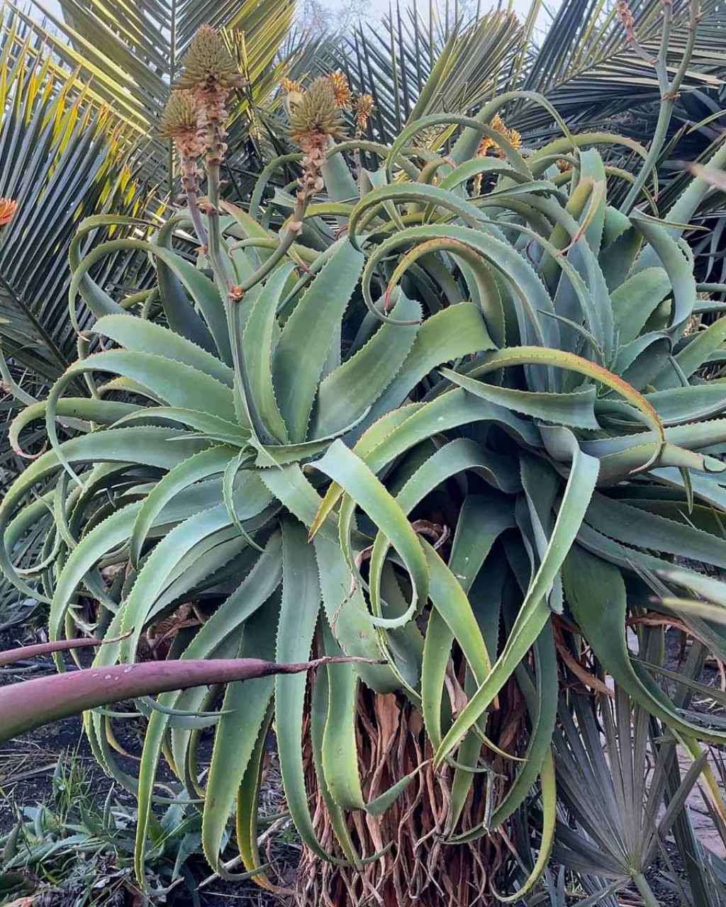Aloe munchii