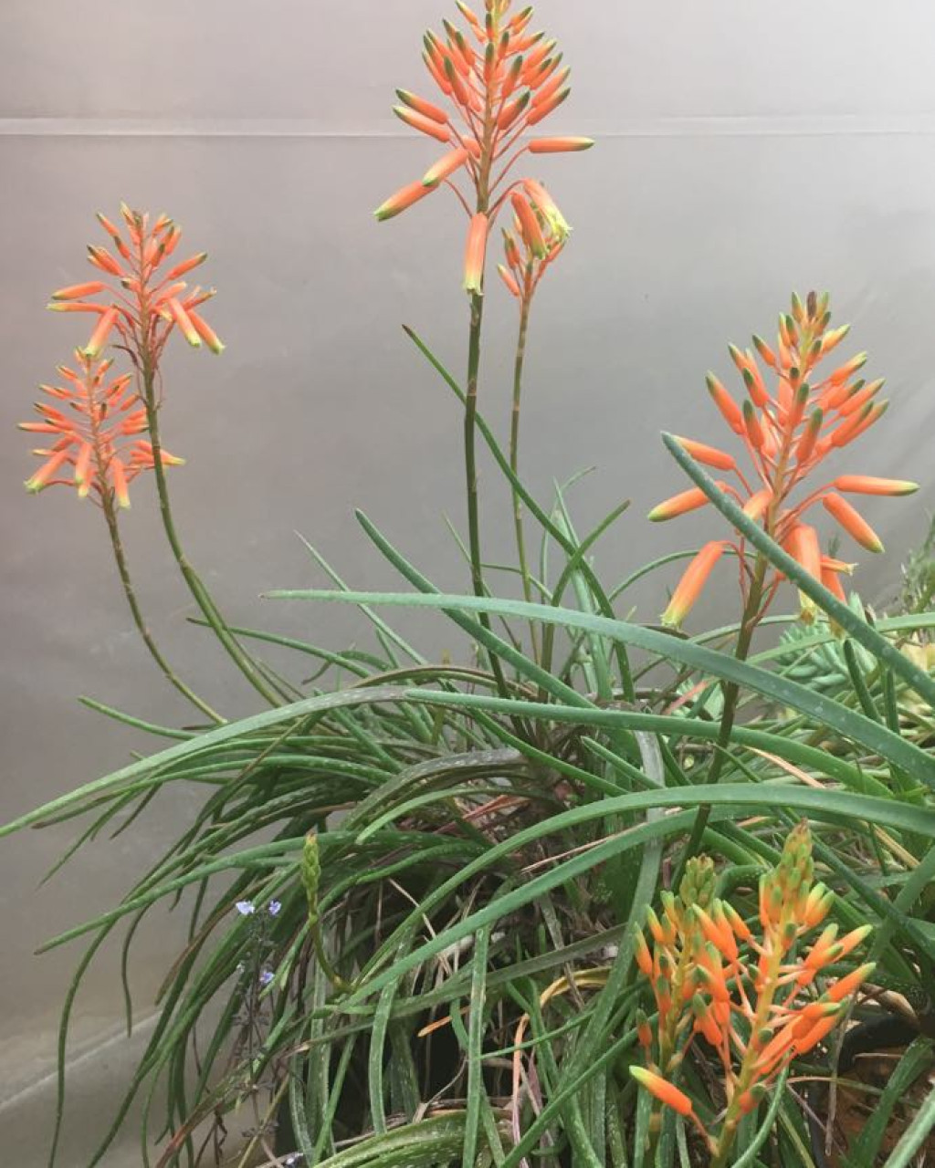 Aloe musapana