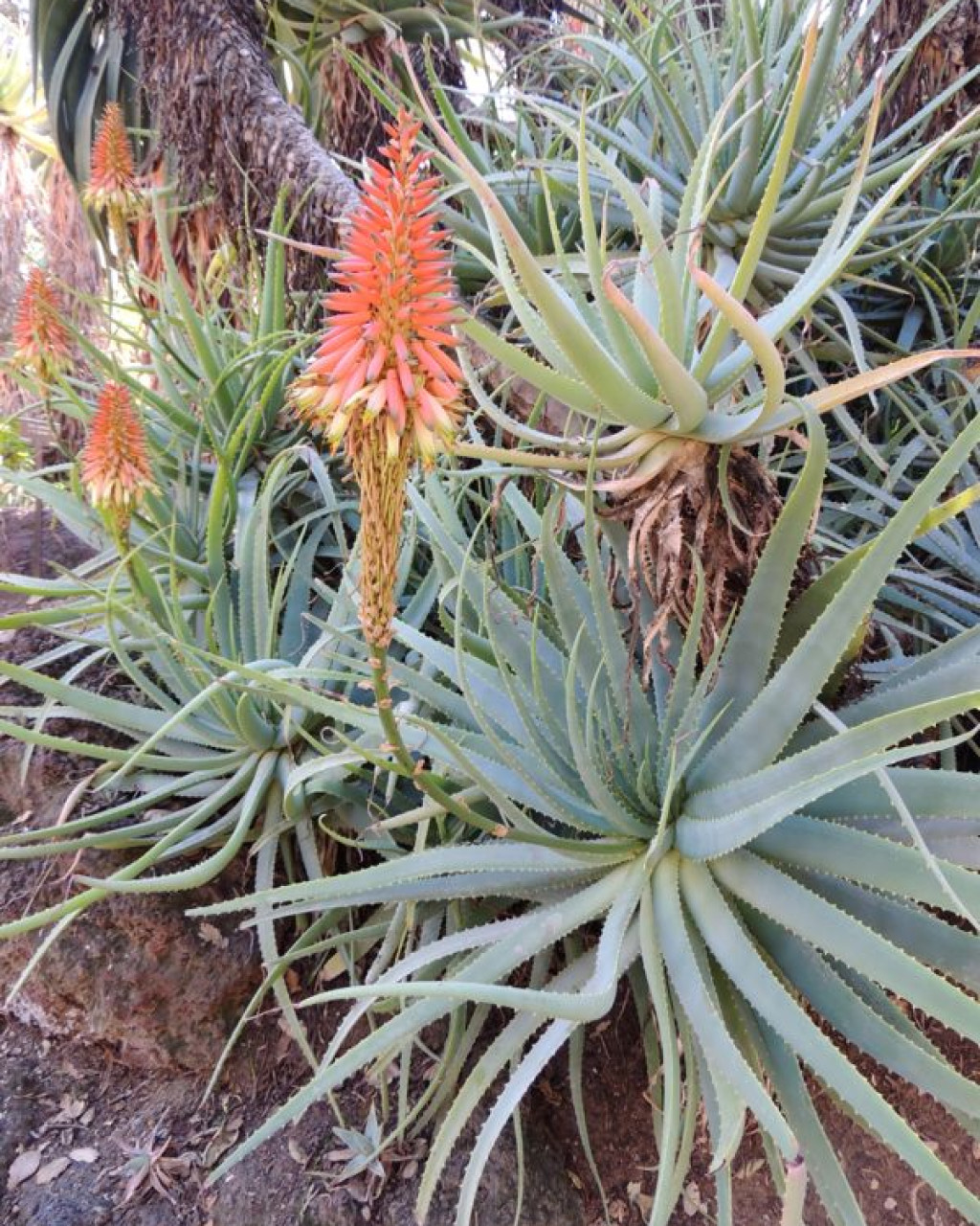 Aloe mutabilis