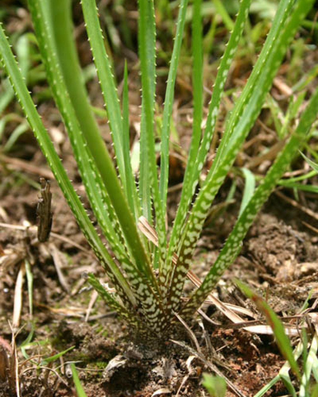 Aloe myriacantha