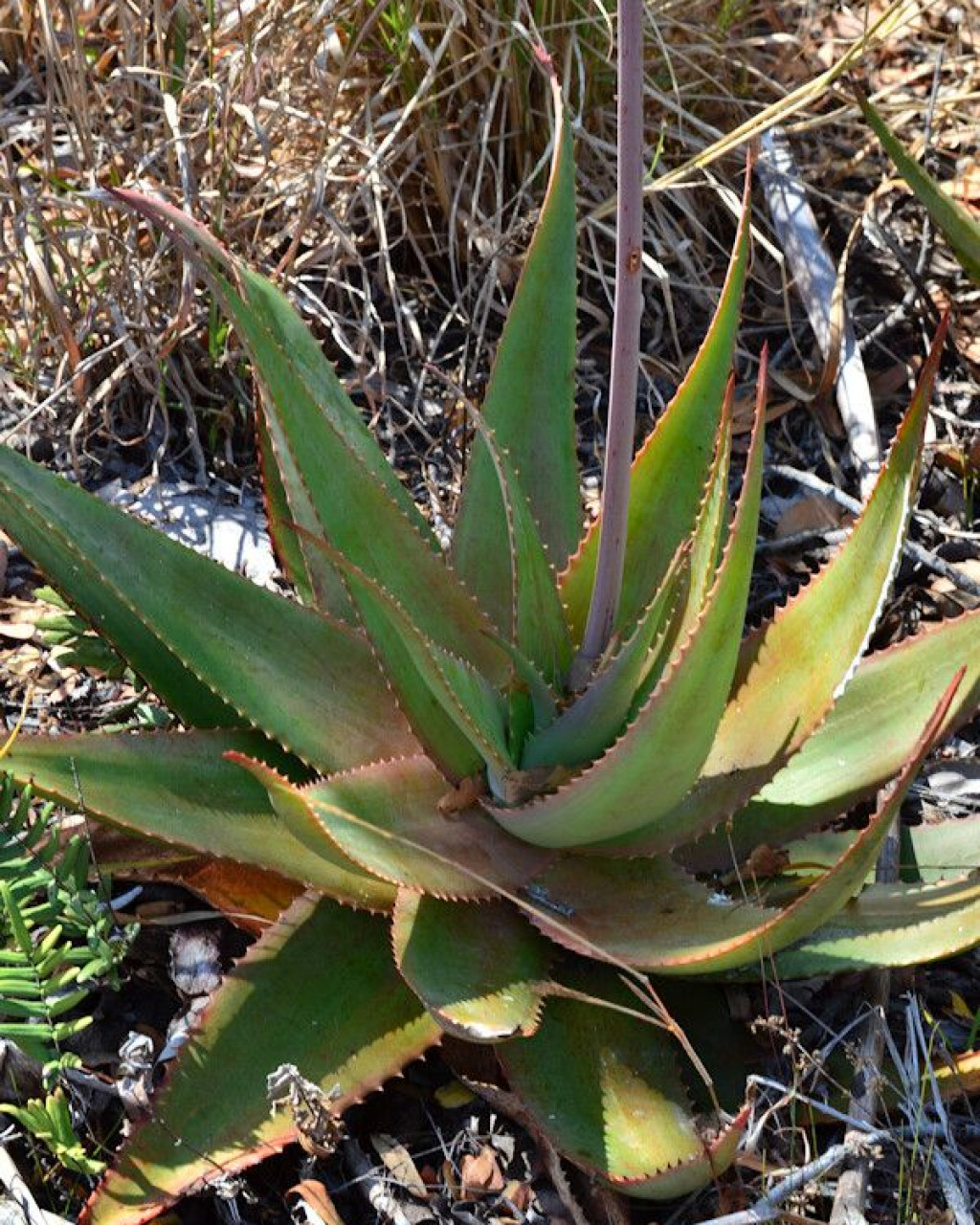 Aloe mzimbana