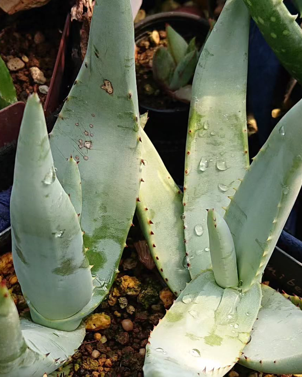 Aloe namibensis