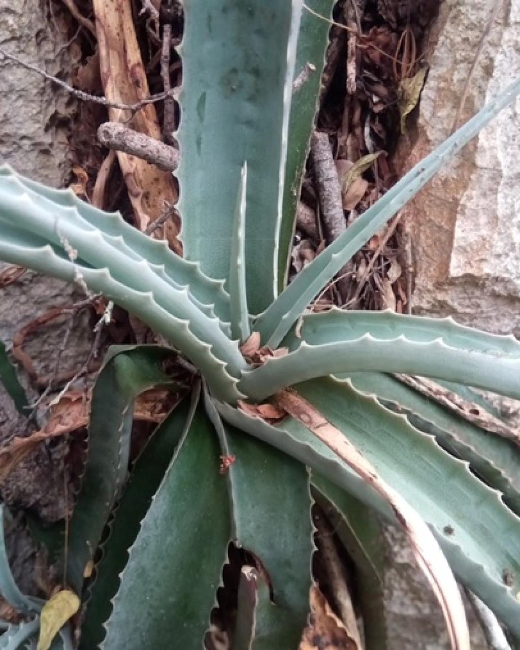 Aloe namorokaensis
