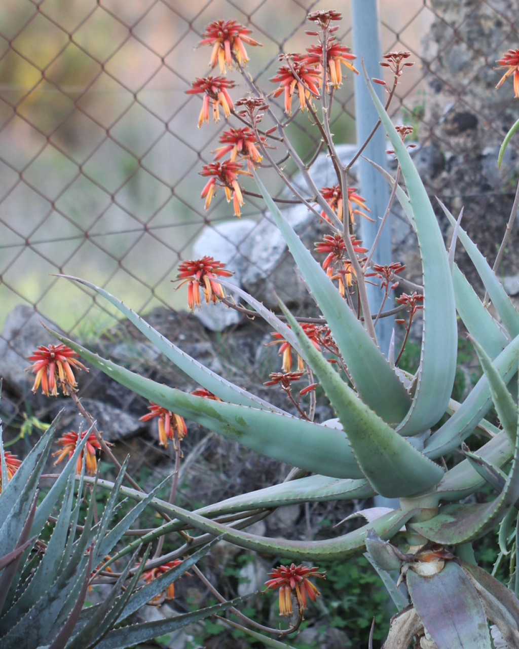Aloe ngongensis