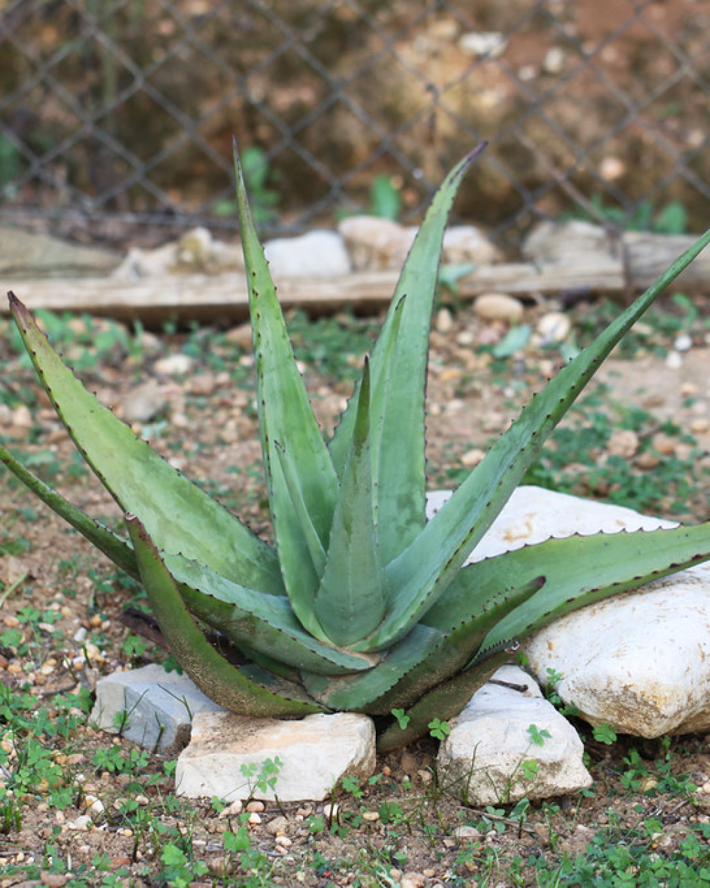 Aloe niebuhriana