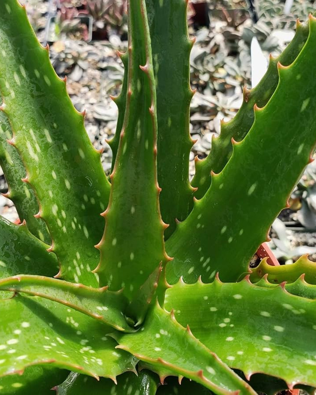Aloe 'Night Sky'