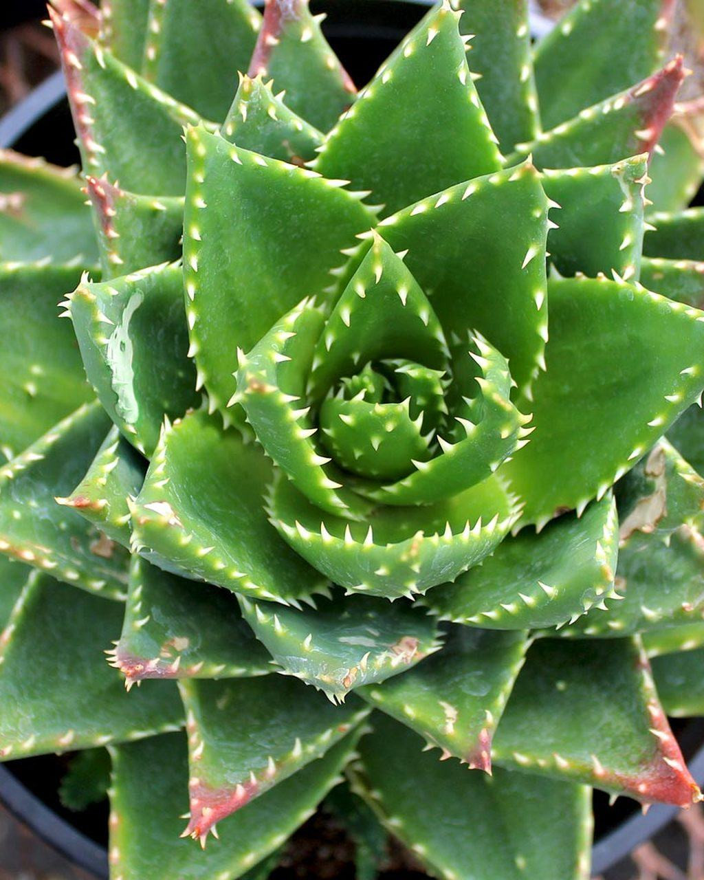Aloe nobilis