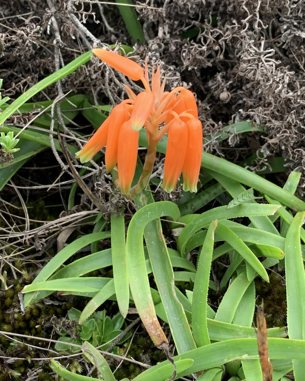 Aloe nubigena