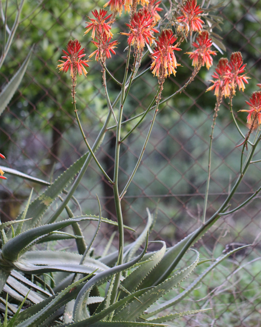 Aloe nyeriensis