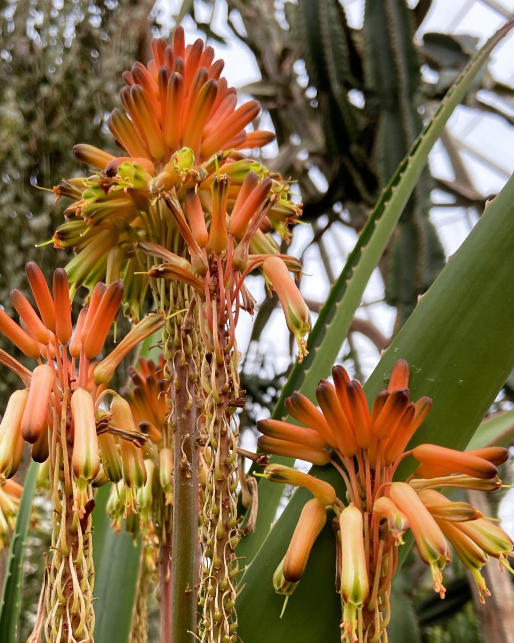 Aloe occidentalis