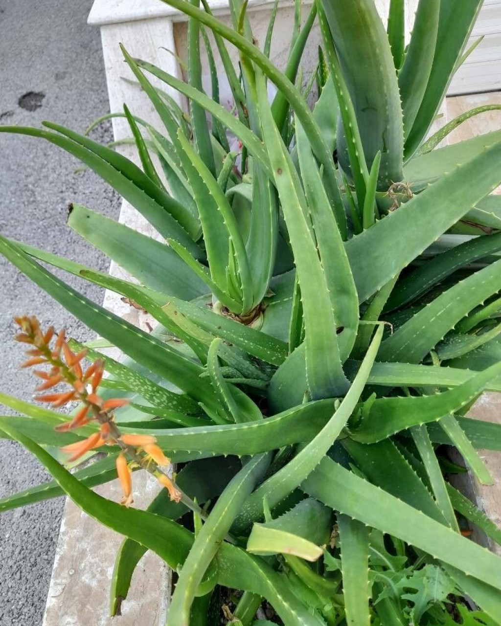 Aloe officinalis