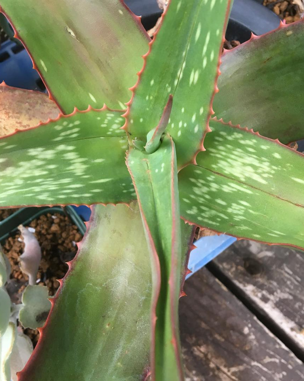 Aloe omoana