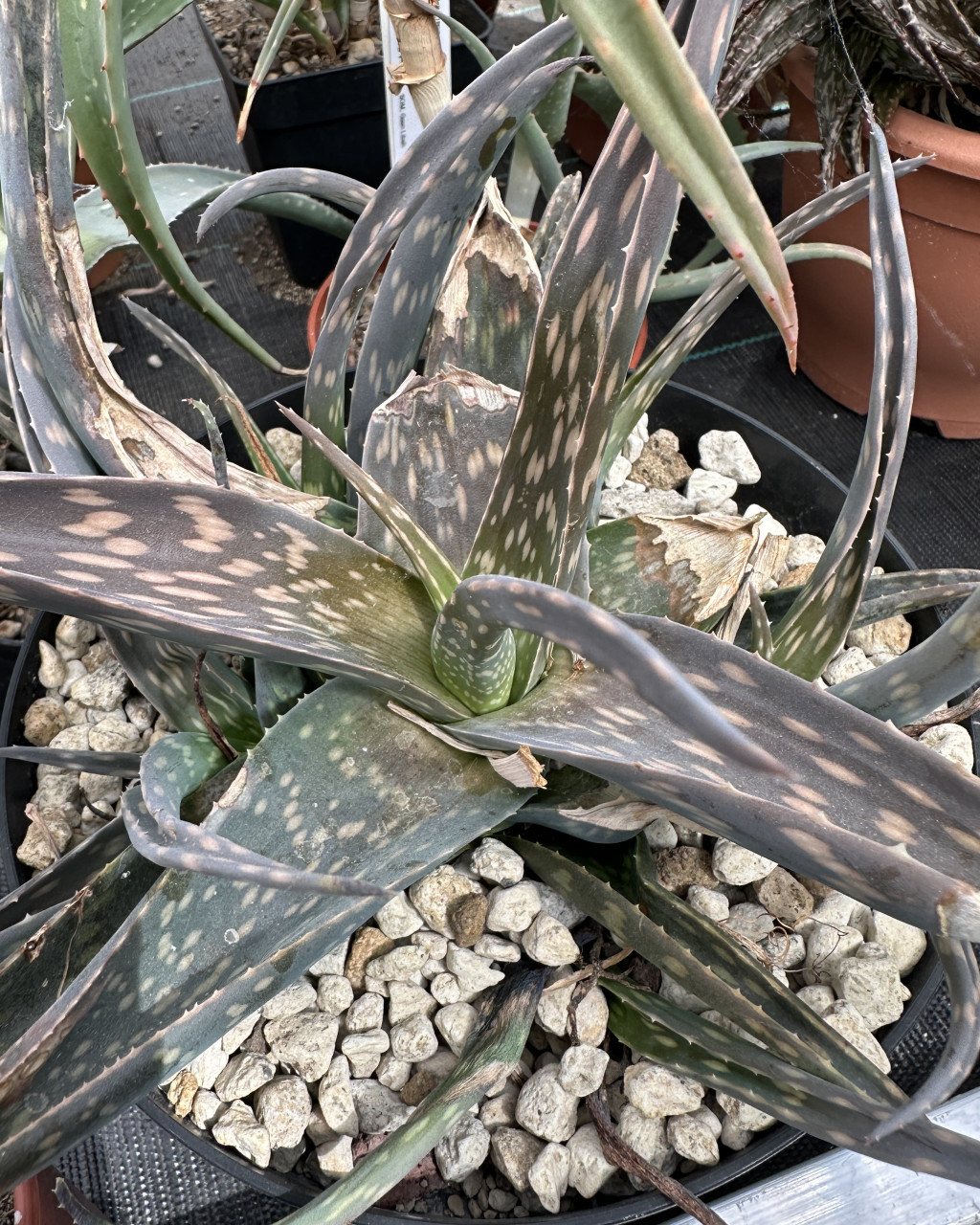 Aloe orlandi