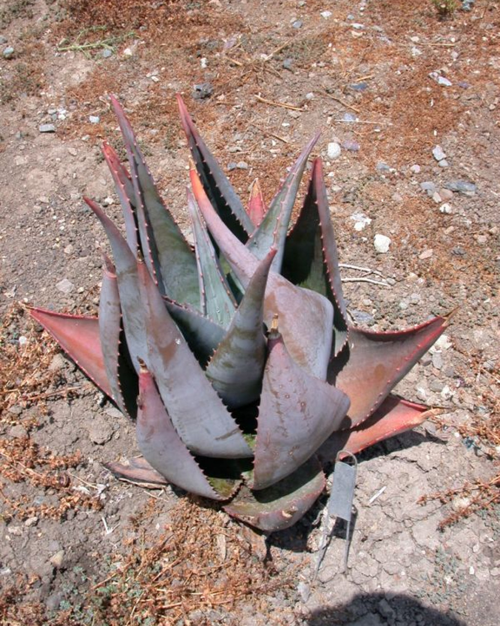 Aloe ortholopha