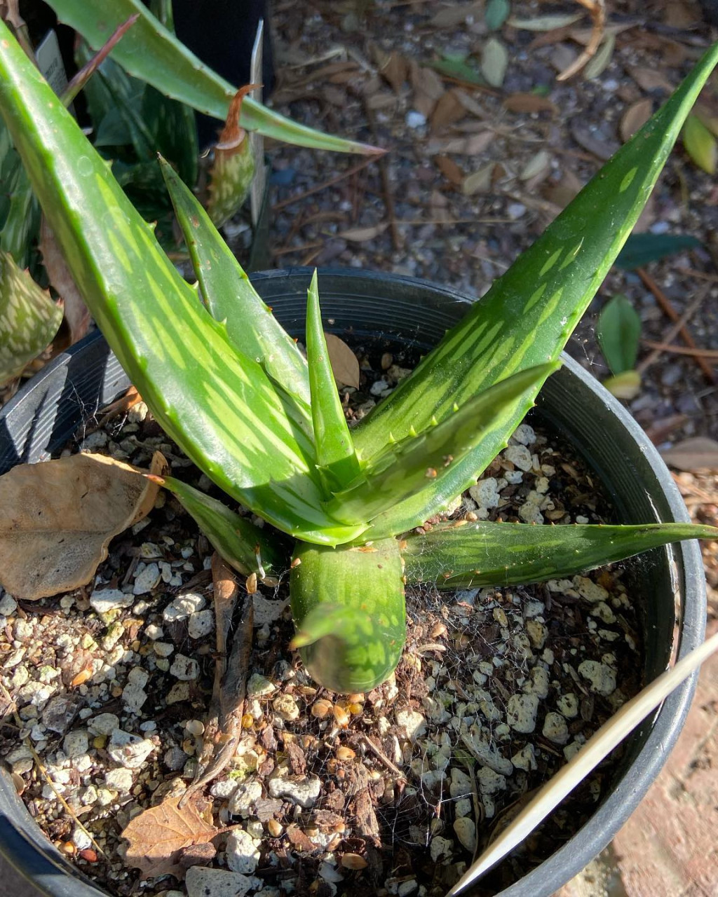 Aloe otallensis