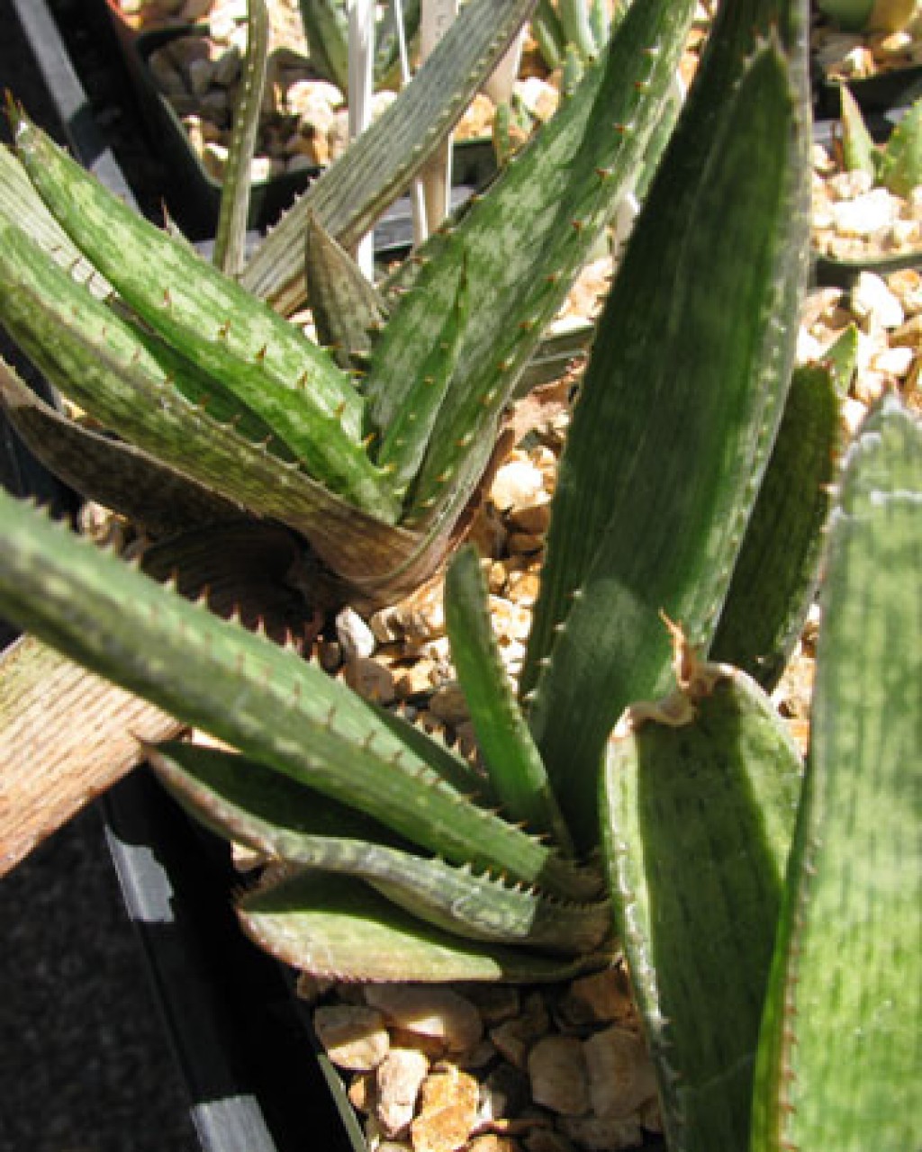 Aloe Parvibracteata