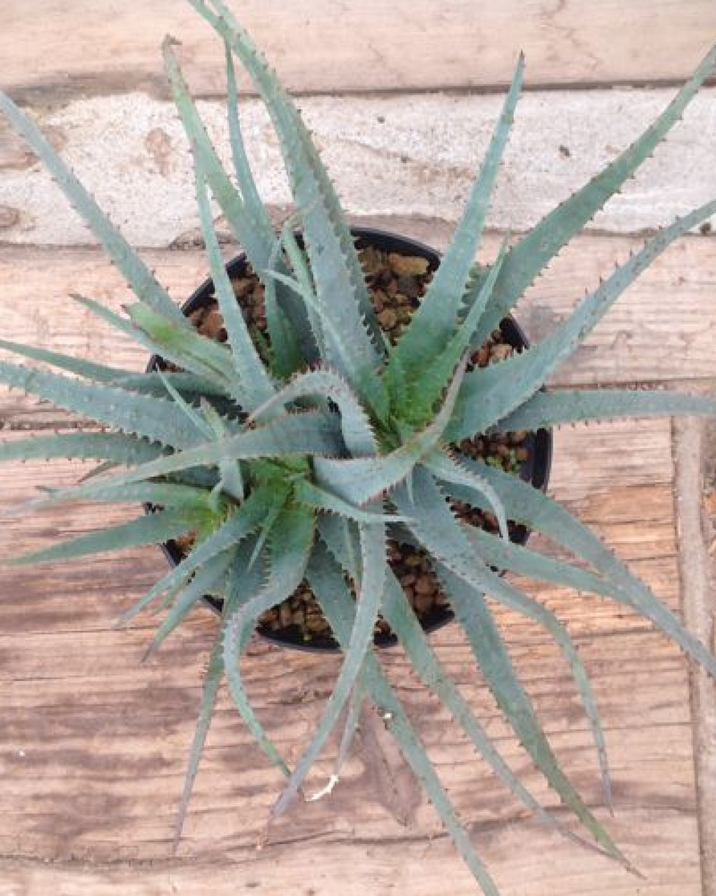 Aloe parviflora