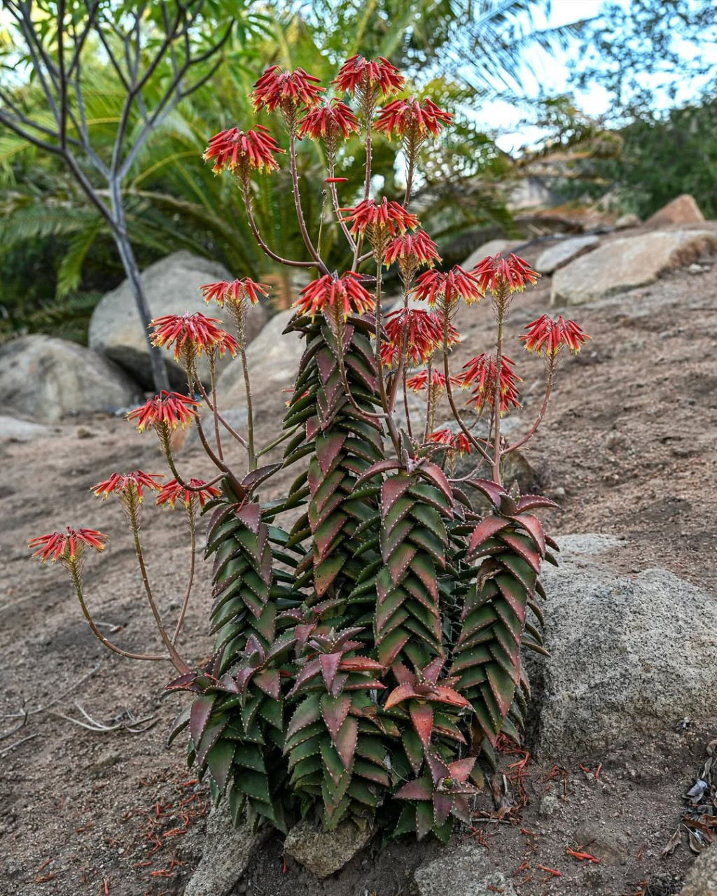Aloe pearsonii