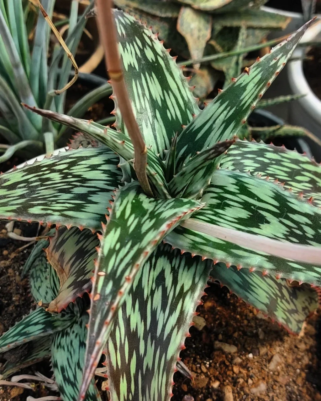Aloe peckii