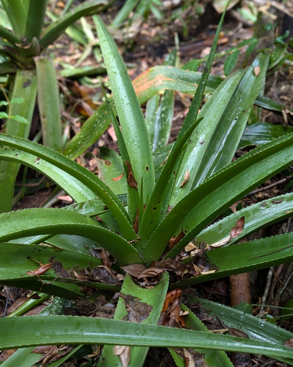 Aloe pembana