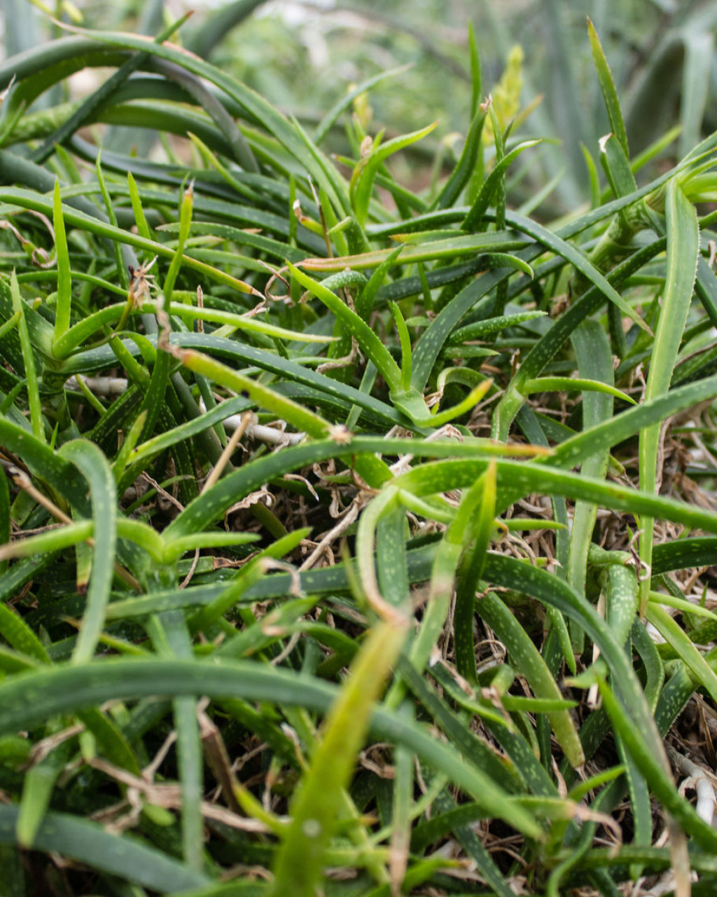 Aloe pendens