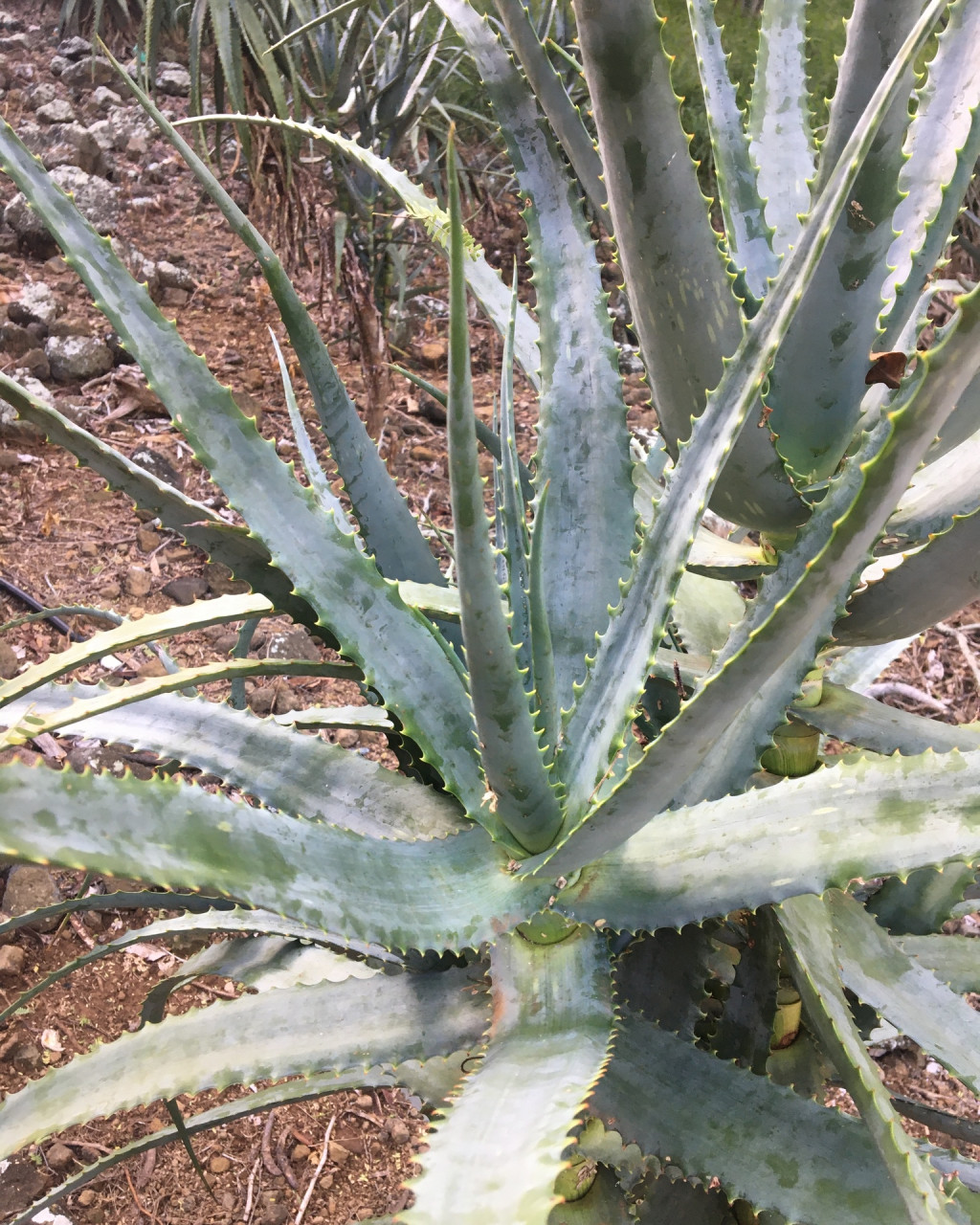 Aloe penduliflora