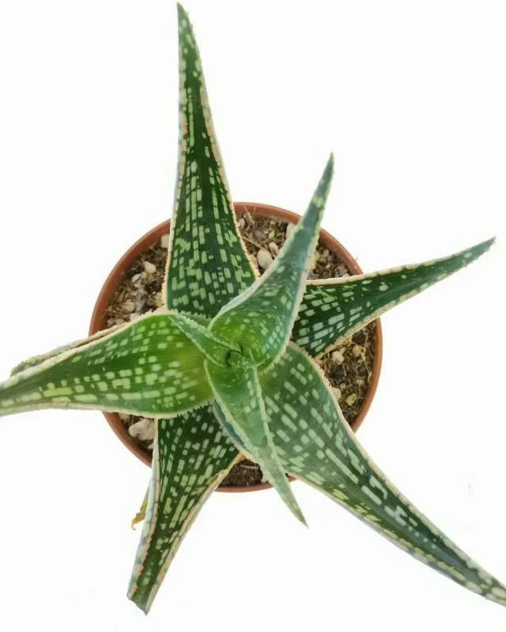 Aloe 'Peppermint'