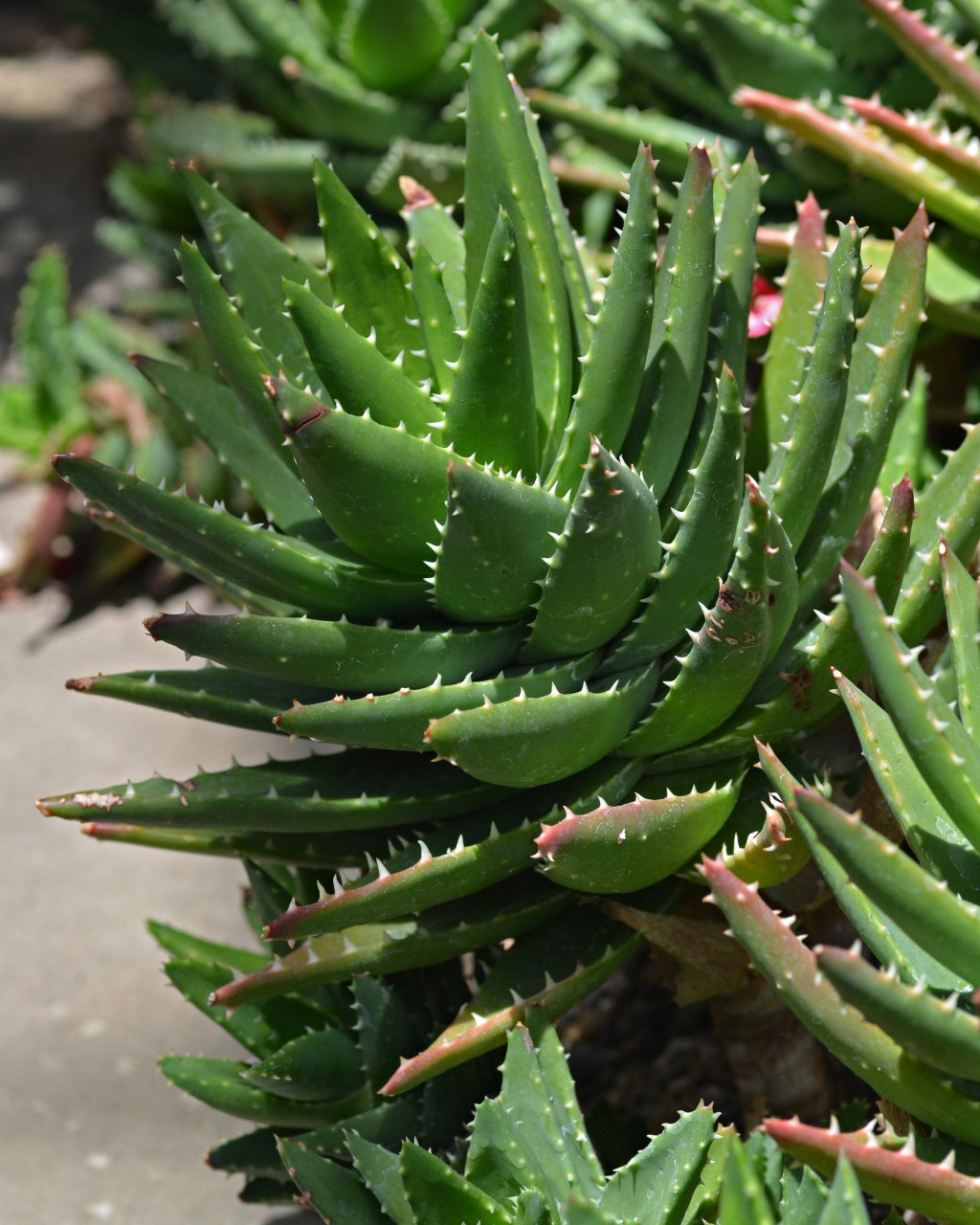 Aloe perfoliata